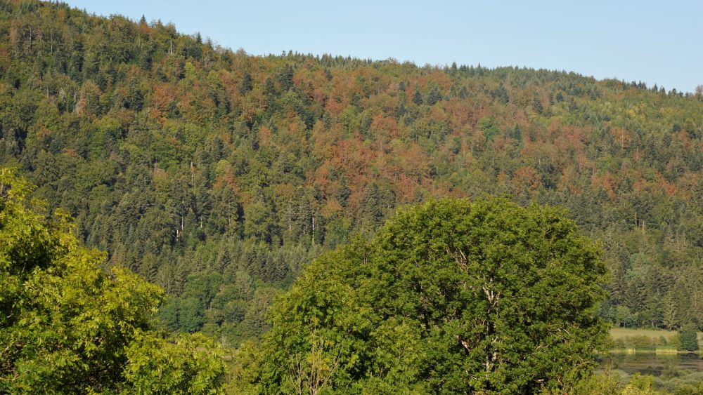 Forêt Ain © Fibois 01