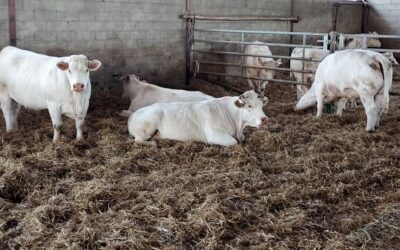 Nouveau foyer de dermatose : la France suspend ses exportations de bovins