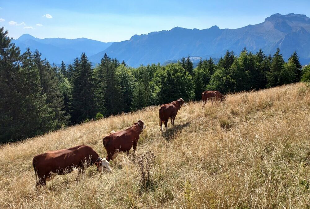 Sécheresse : une pluie d’inquiétudes pour l’agriculture