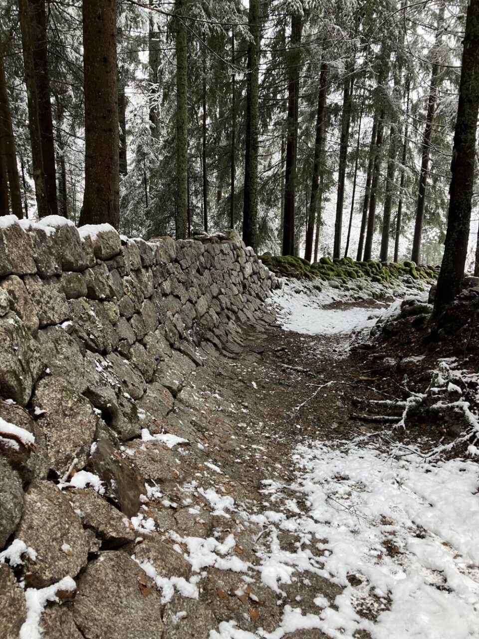 Un des fameux virages de la piste de bobsleigh encore visibles dans la forêt au-dessus des Pèlerins.
Photo : Hélène Vermare