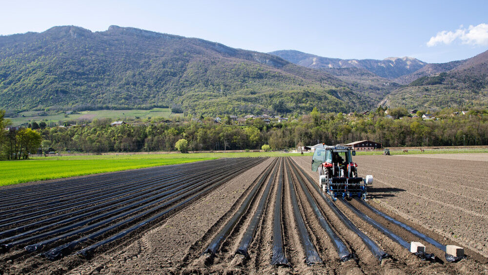 Pépinières viticoles : la Savoie, une terre historique de production