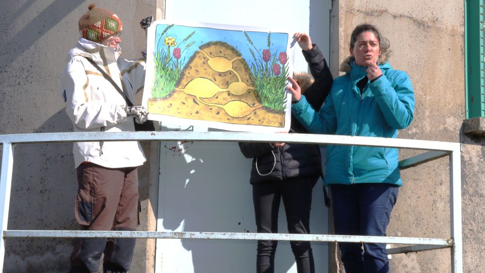 Leçon de chose avec l'histoire de l'Azuré de la Sanguisorbe, papillon menacé sur le plan national et régional. © Carole Muet