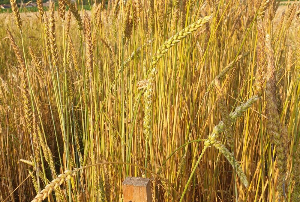 Pain : la filière graines bio des Savoie en pleine germination
