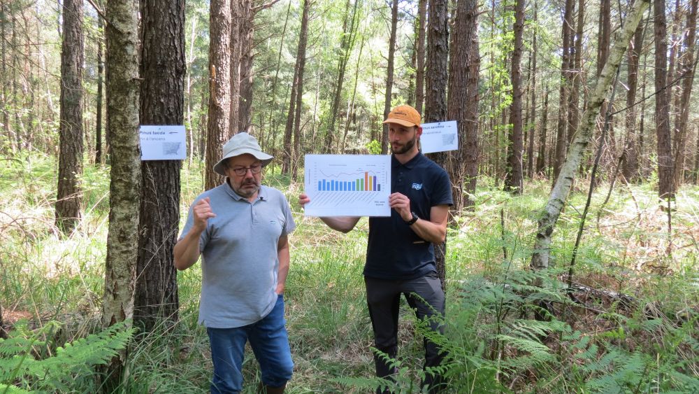 Forêt : le pin taeda candidat sérieux à une exploitation dans l’Ain