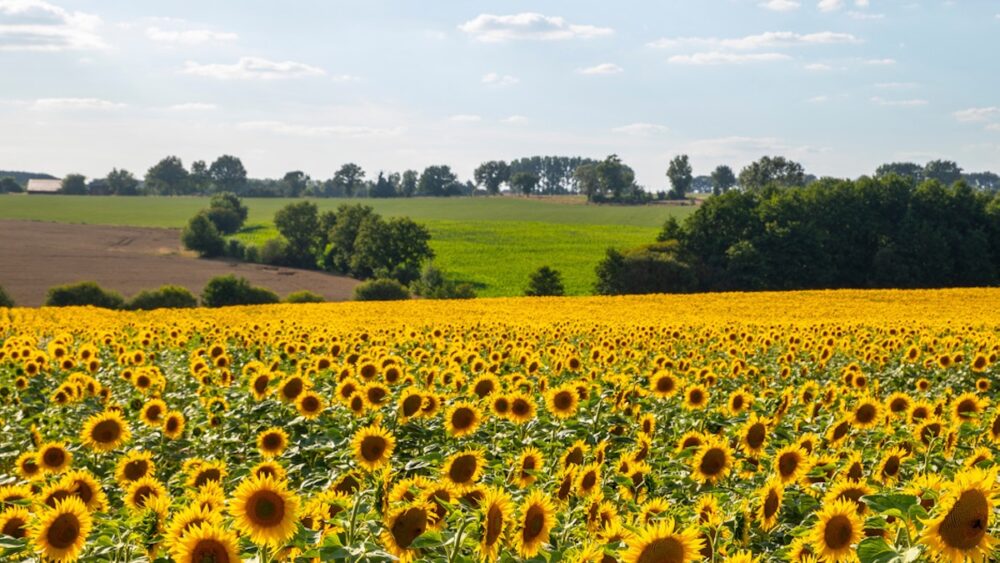 Ain : comment la Safer attribue les terres