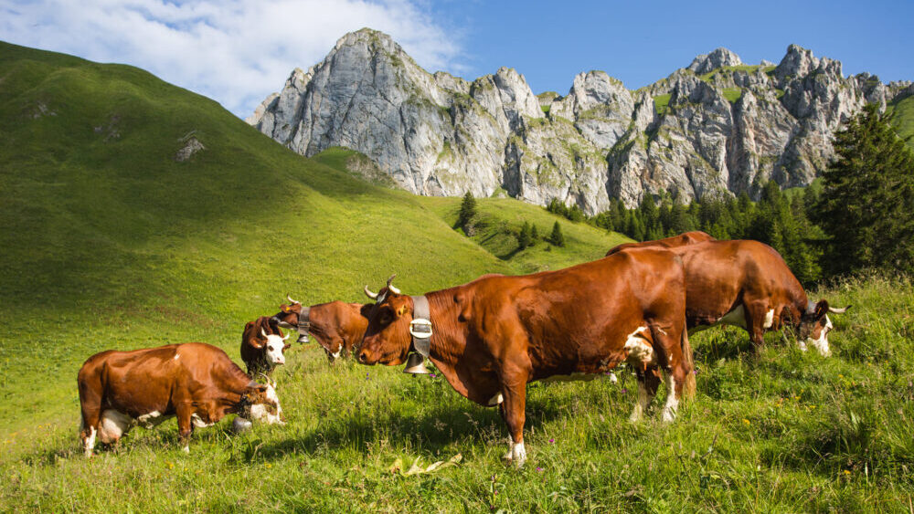 Fromage : alerte sur la pénurie d’abondances