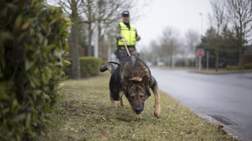 K9 events & consulting : une société qui a du chien