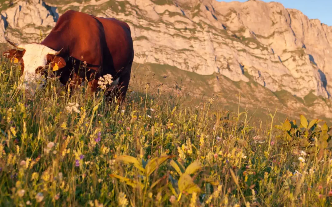 Parcs naturels régionaux : un savant dosage entre écologie et économie
