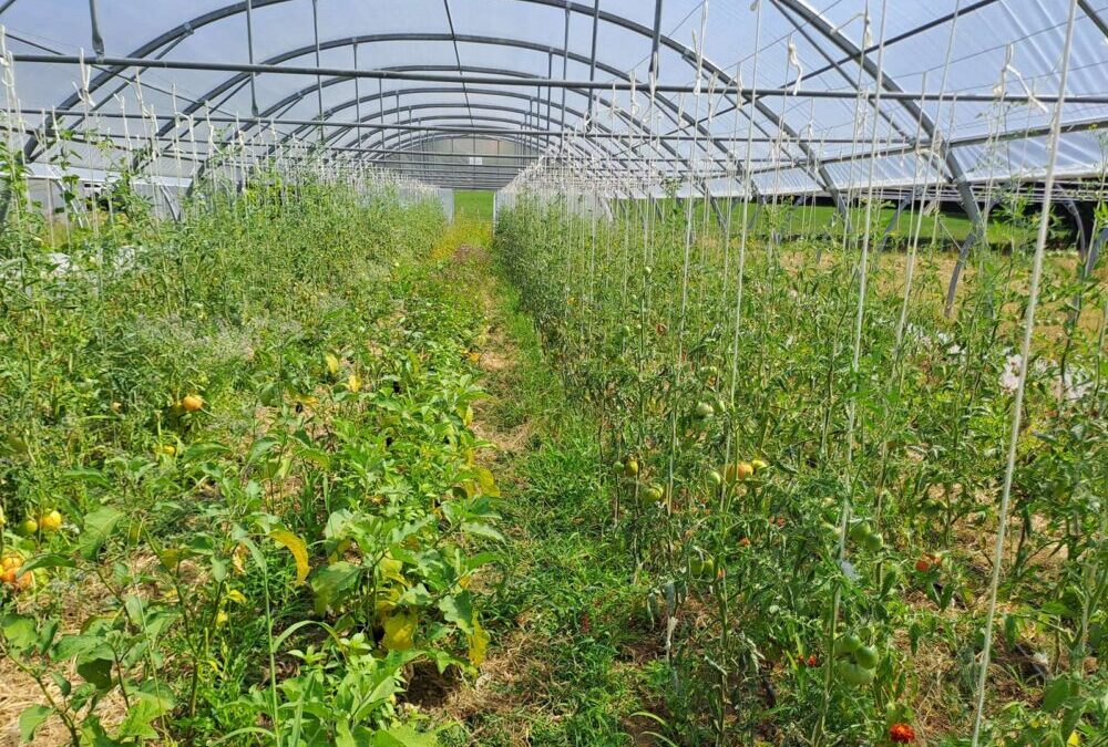 Sécurité : Grand Annecy fait pousser son plan alimentaire