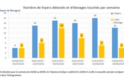 Dermatose : plus de 70 % des bovins déjà vaccinés