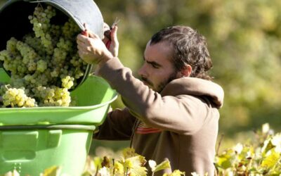 Vendanges en Savoie : bon millésime en perspective