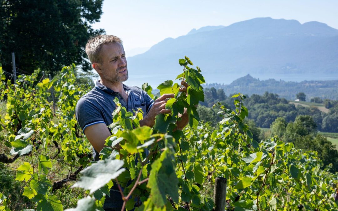 Viticulture, Fabien Danjoy : « Nous faisons évoluer notre modèle coopératif »