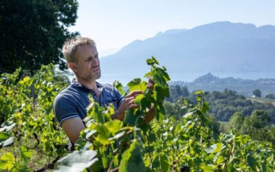 Viticulture, Fabien Danjoy : « Nous faisons évoluer notre modèle coopératif »