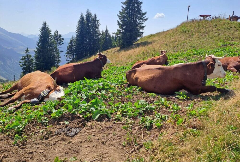 Des vaches piégées en alpage