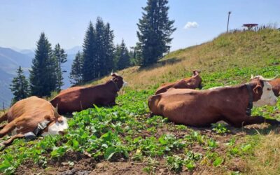 Des vaches piégées en alpage