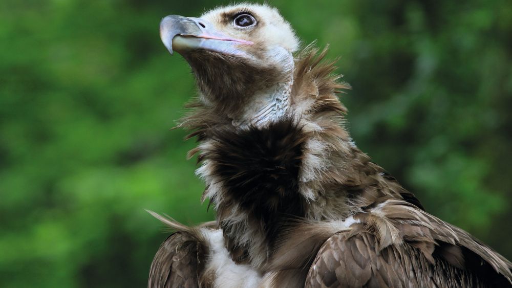 Ain : le Parc des Oiseaux mobilisé pour la biodiversité