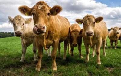 Dermatose : 4 M€ pour les exploitations agricoles en AURA