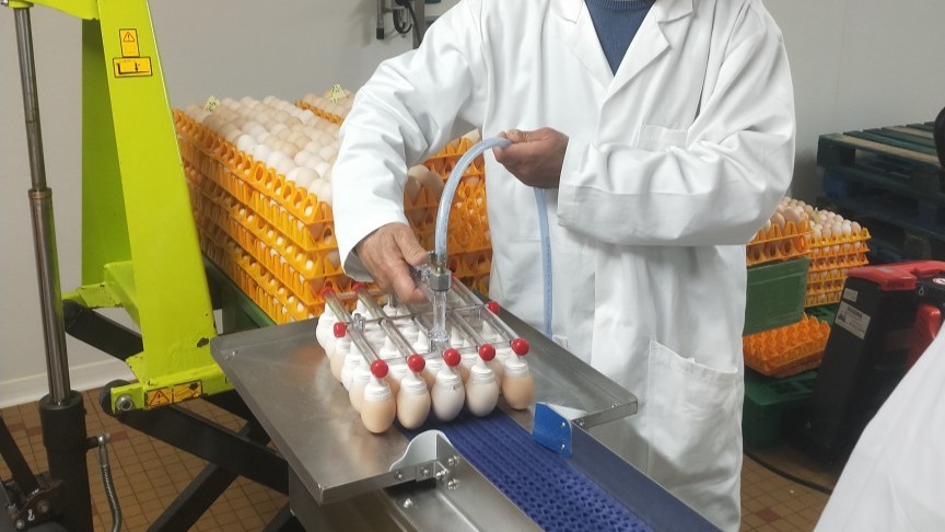 La vente d'œufs a été permise par l'achat d'une calibreuse. © Centre de sélection de Béchanne
