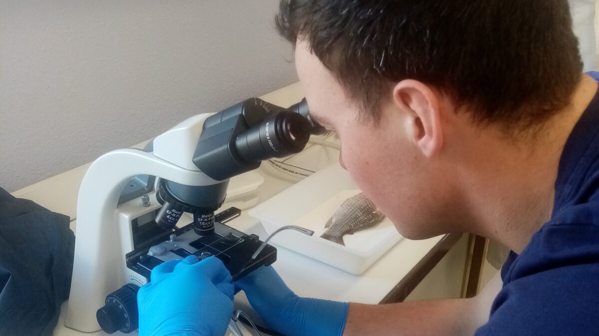 Observation de parasite au microscope. © Apped