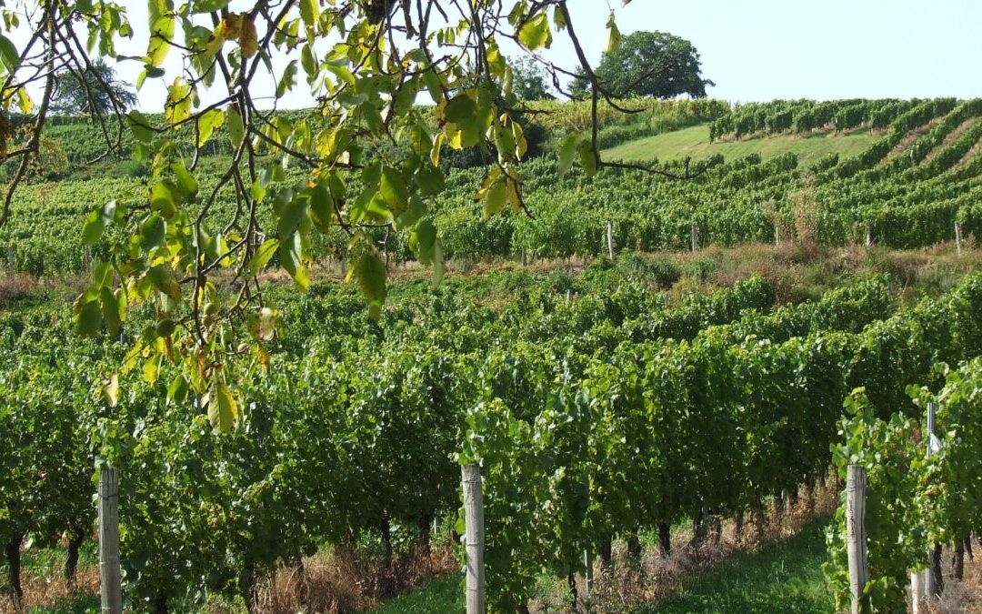 Vins du Bugey : des raisons d’être optimiste