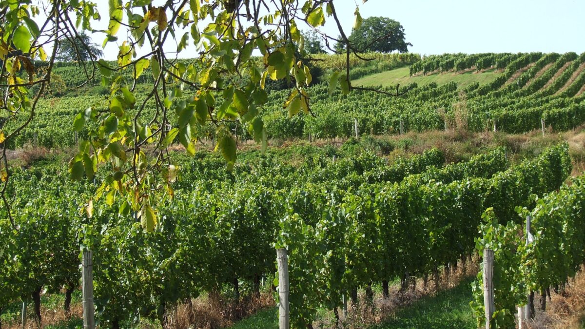 Vignoble du Bugey
