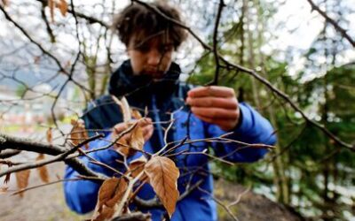 Devenez observateurs des arbres en montagne