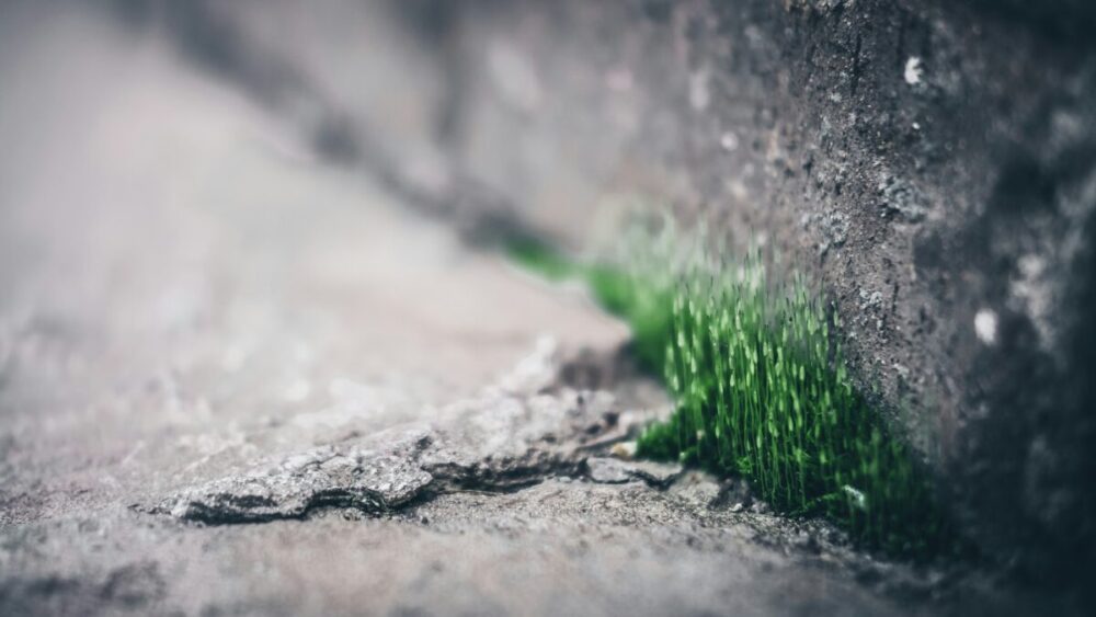 Habitabilité : révolution verte pour les préaux d’école ?
