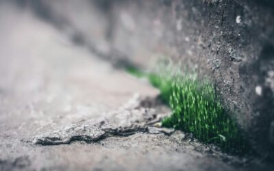 Habitabilité : révolution verte pour les préaux d’école ?