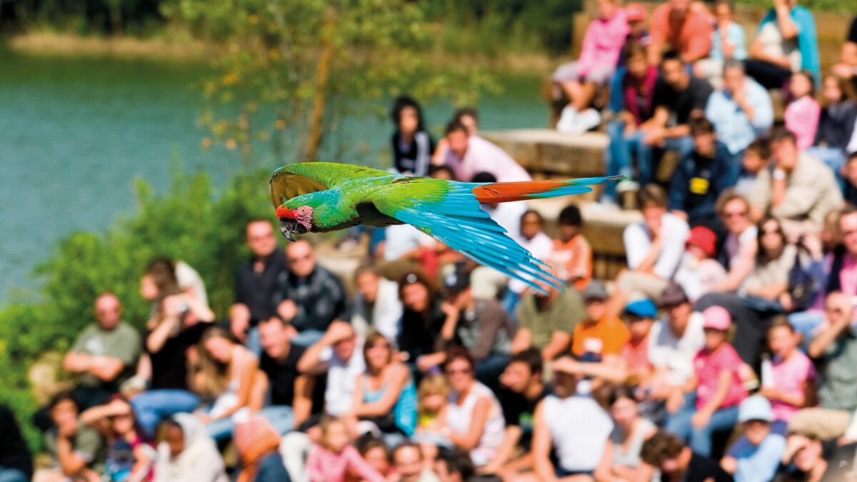Spectacle des oiseaux en vol © Dombes Tourisme